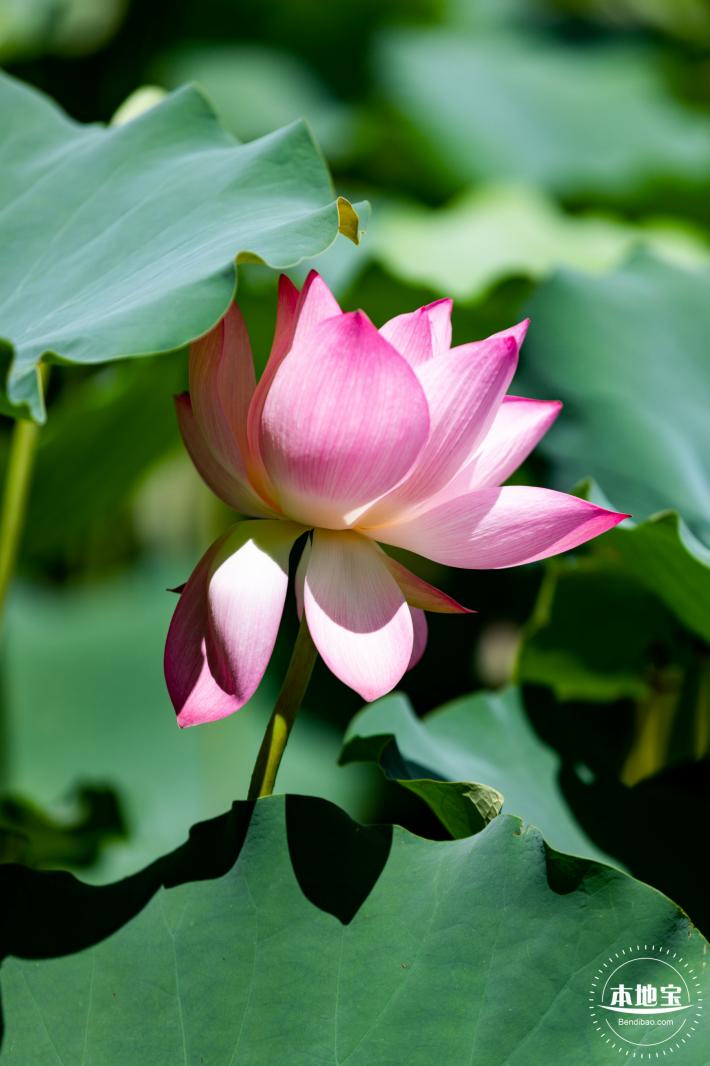 洪湖荷花
