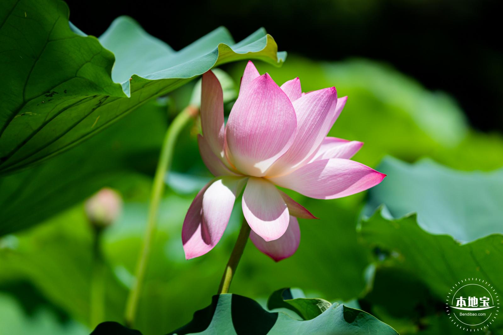 洪湖荷花