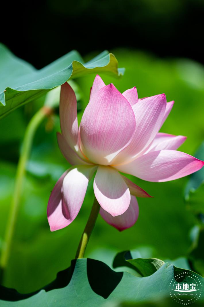 洪湖荷花