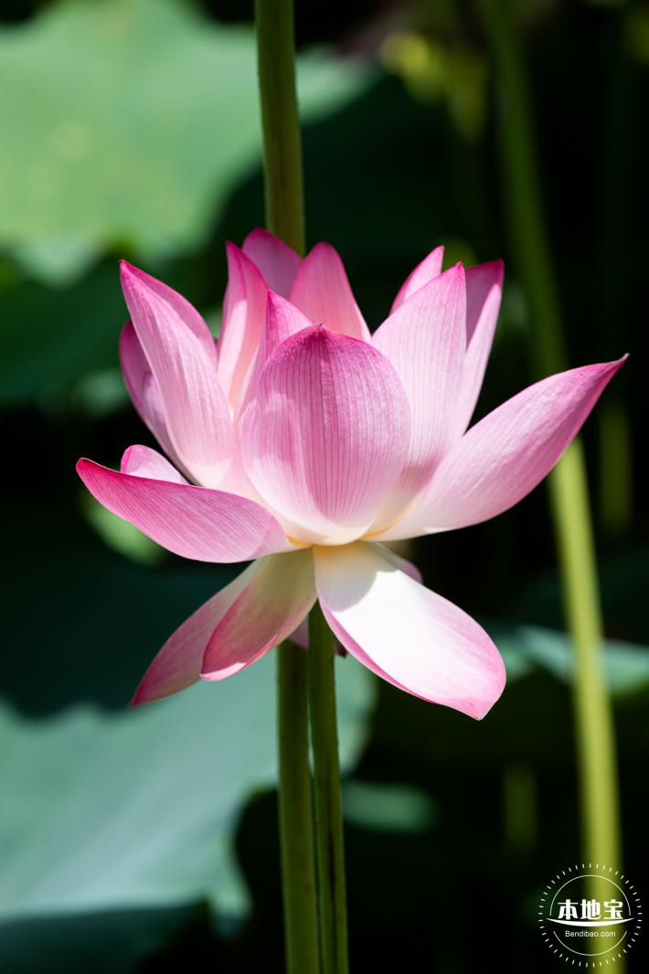 洪湖荷花