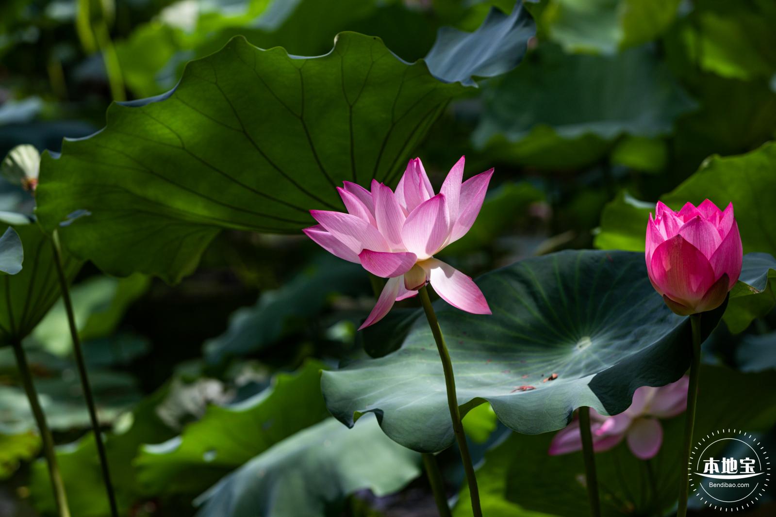洪湖荷花