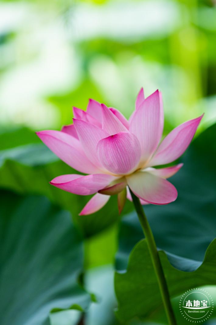 洪湖荷花