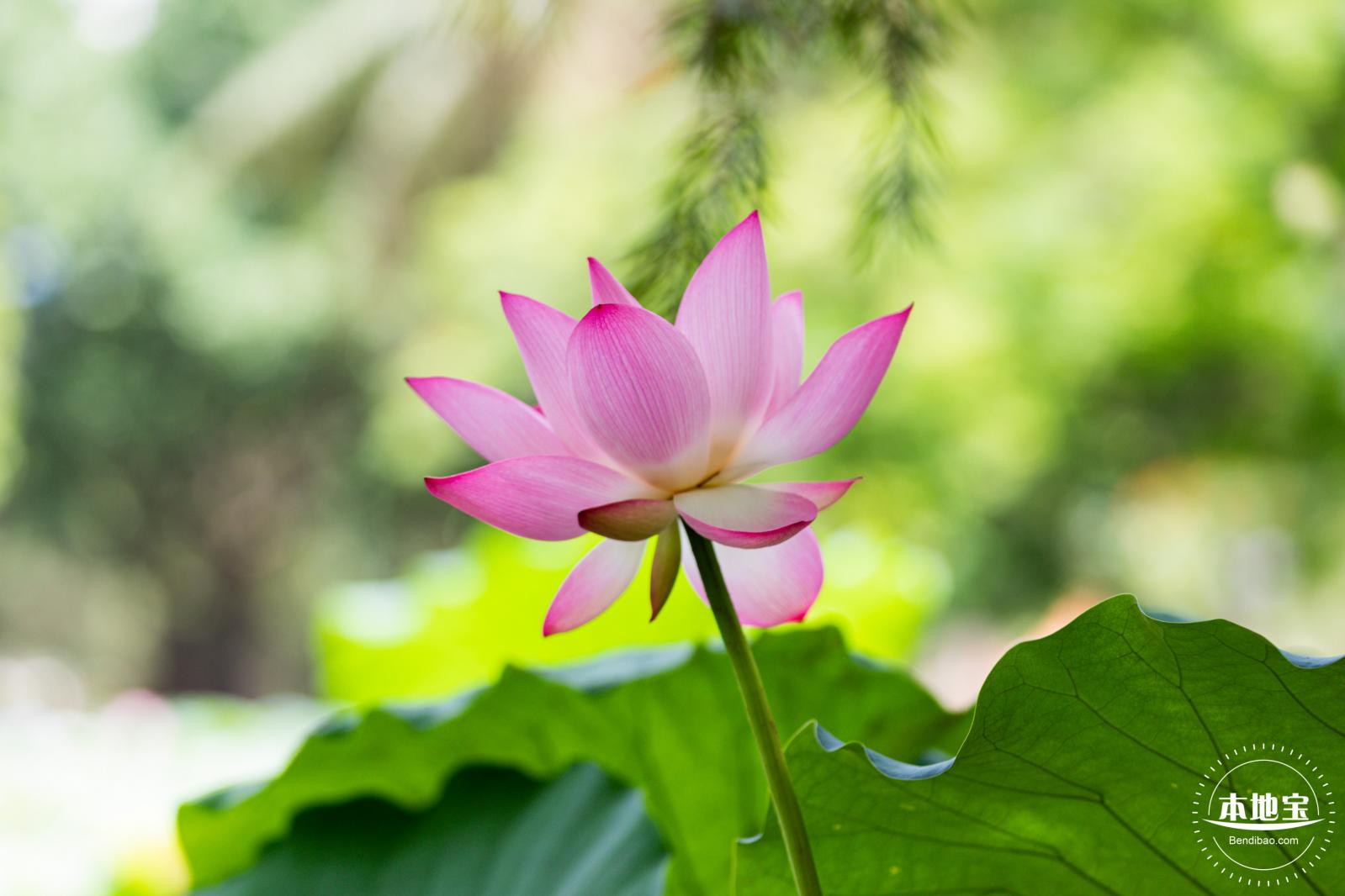 洪湖荷花