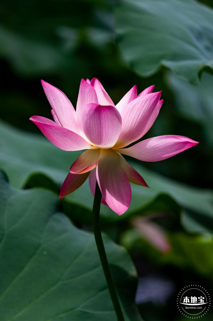 洪湖荷花
