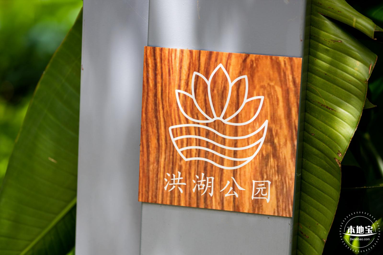 洪湖荷花
