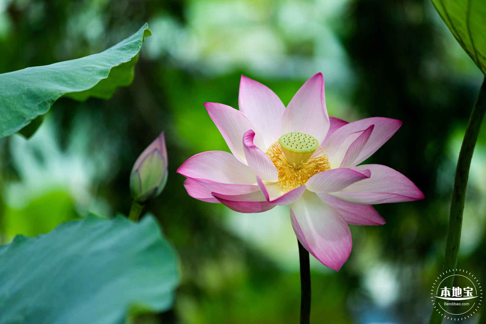 洪湖荷花
