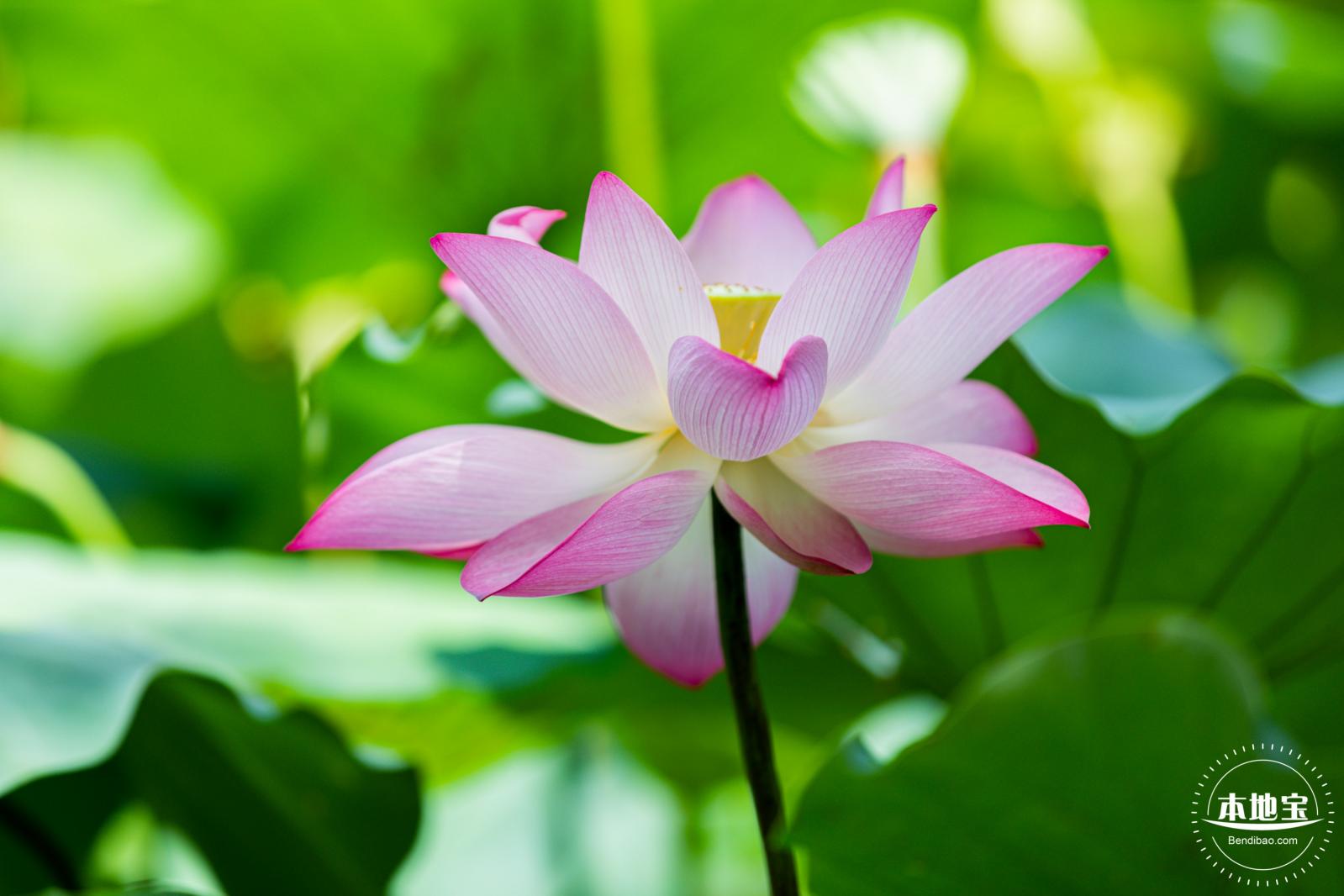 洪湖荷花