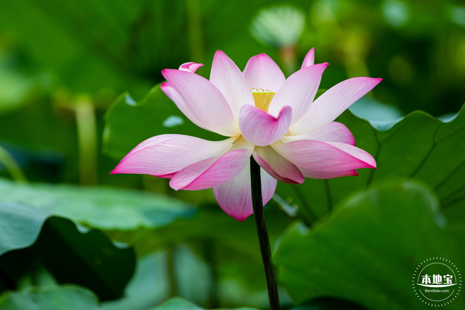 洪湖荷花