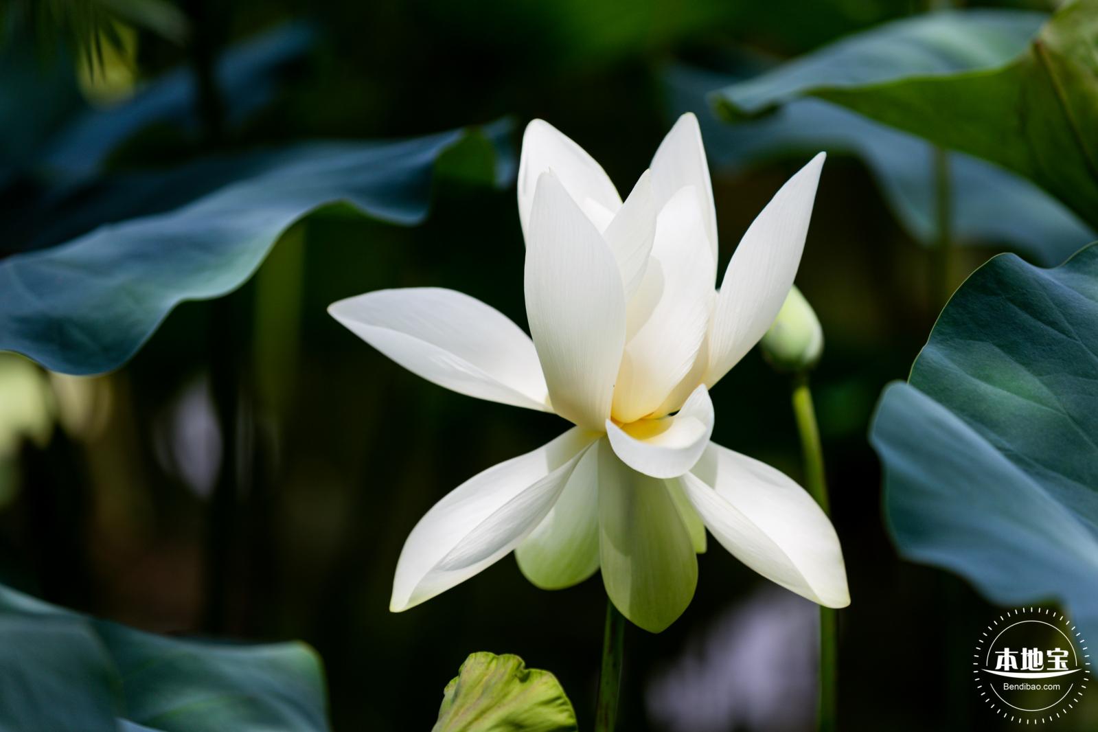 洪湖荷花