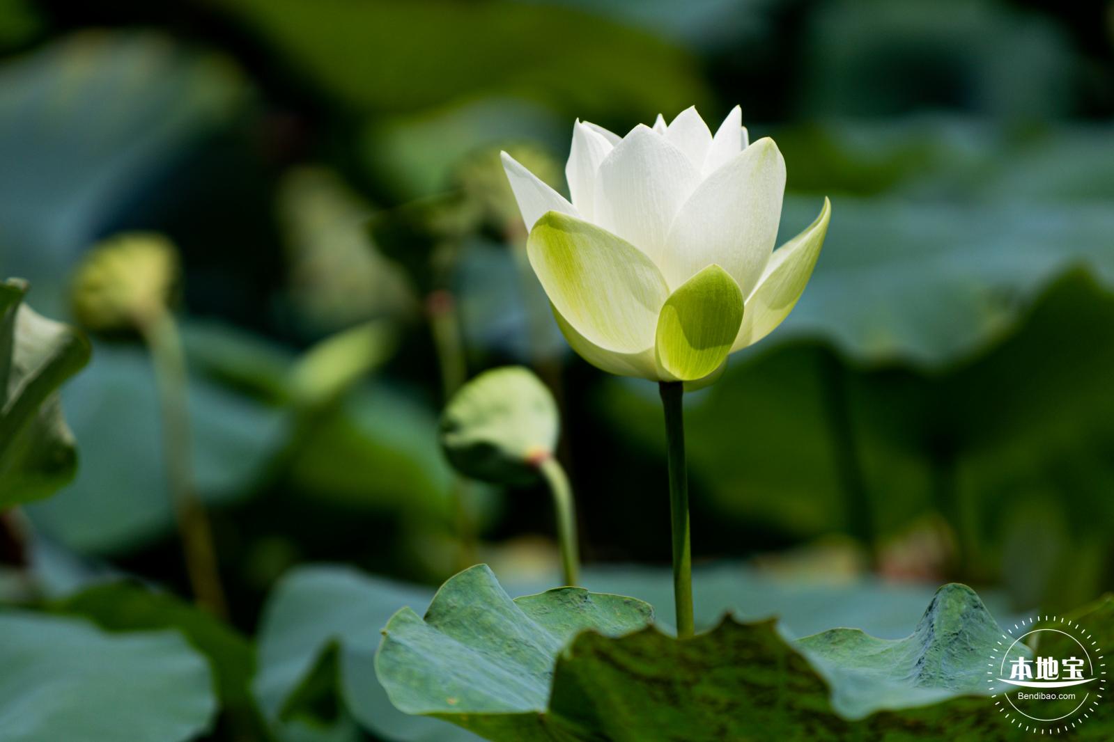 洪湖荷花
