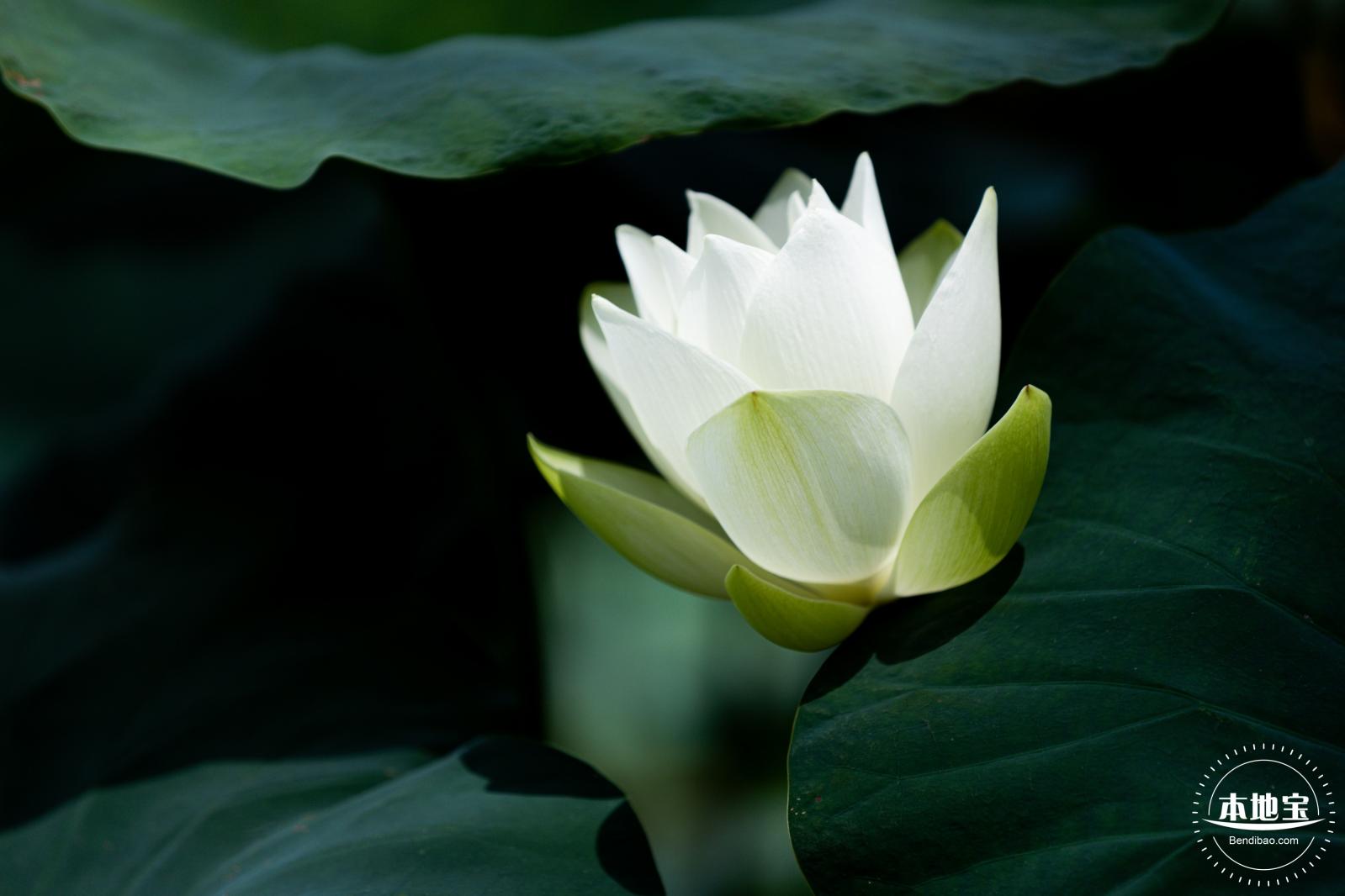 洪湖荷花