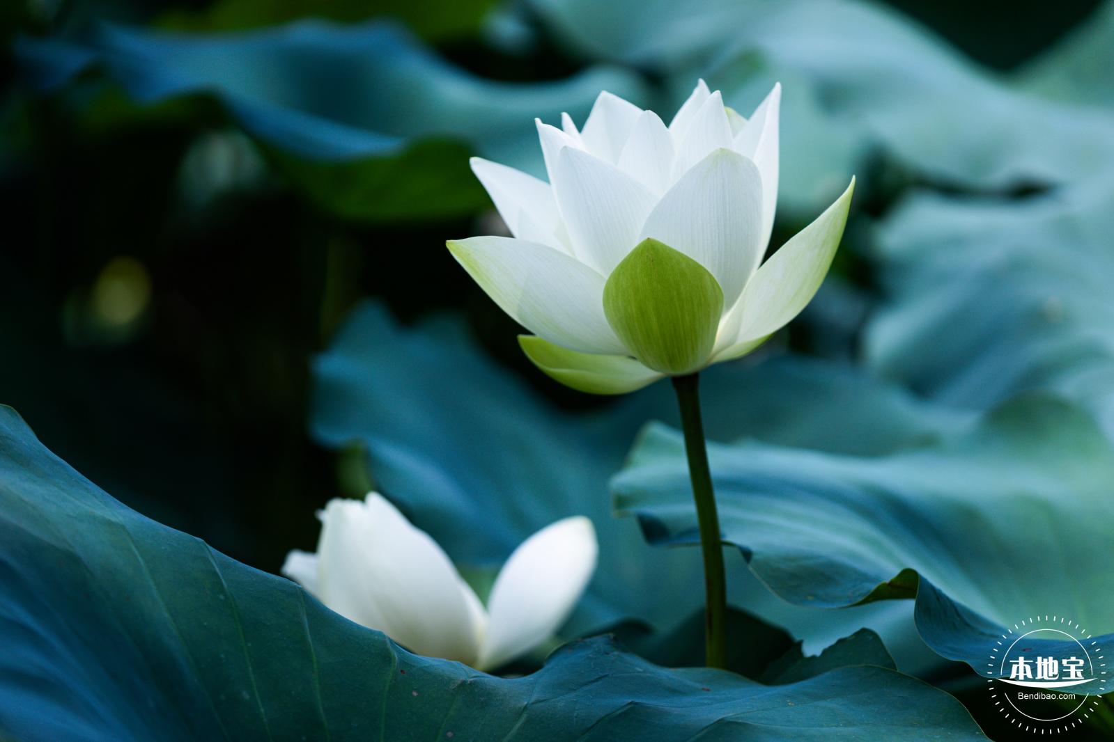 洪湖荷花