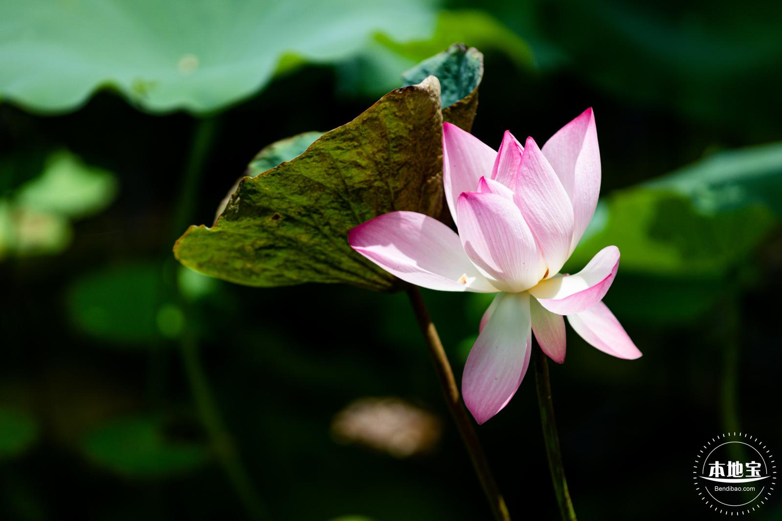 洪湖荷花