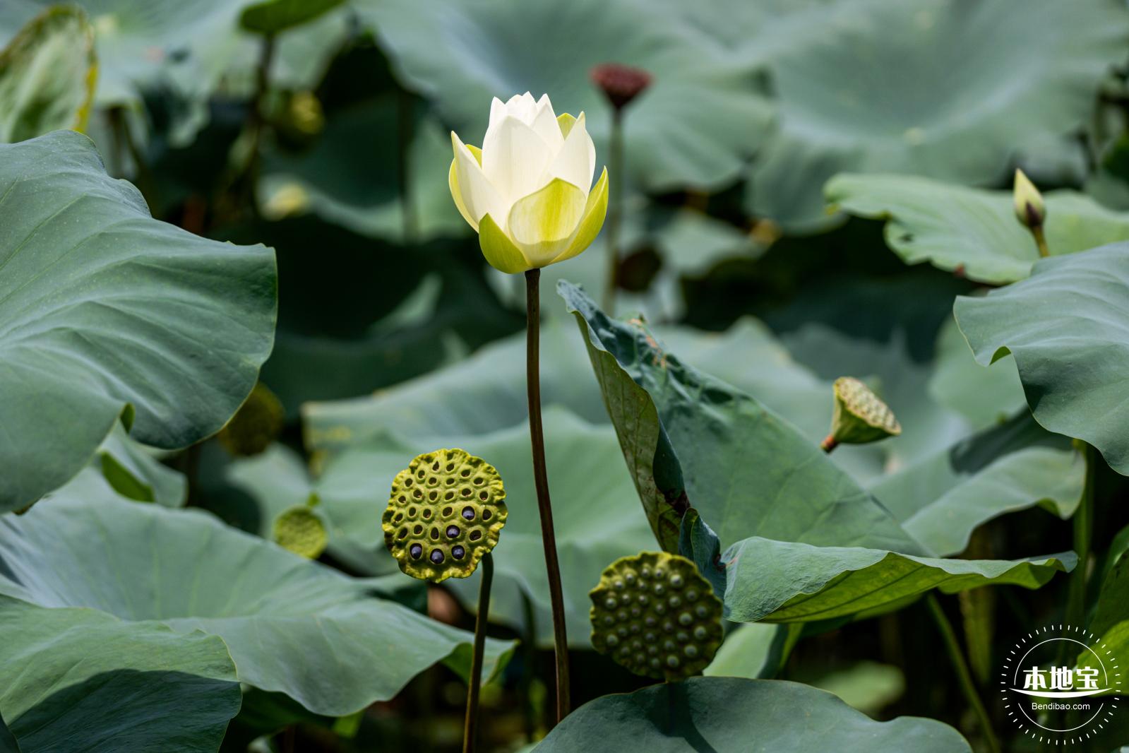 洪湖荷花