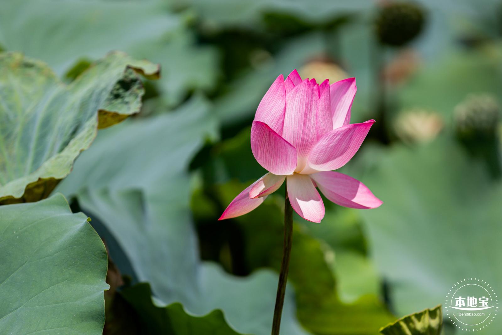 洪湖荷花