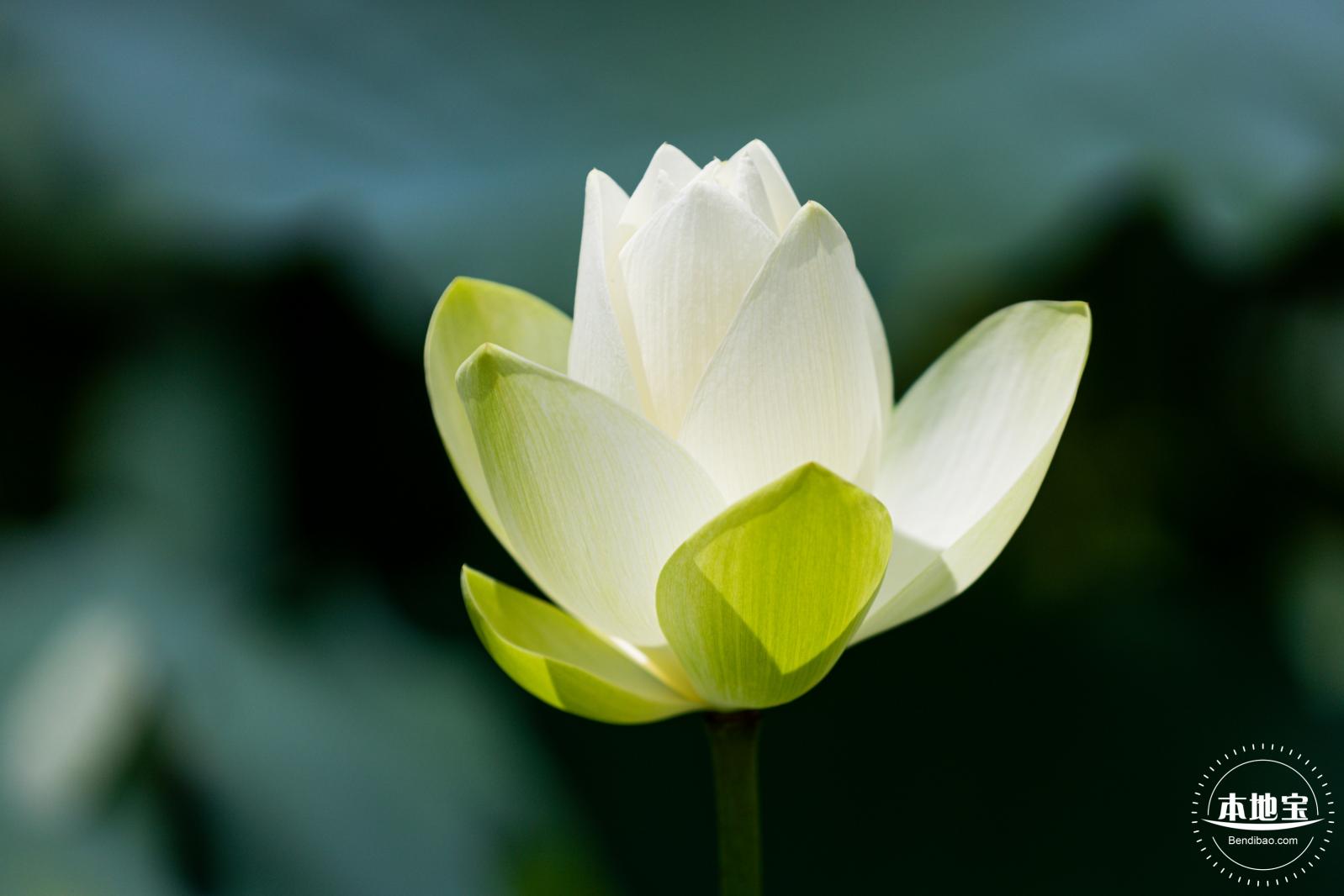 洪湖荷花