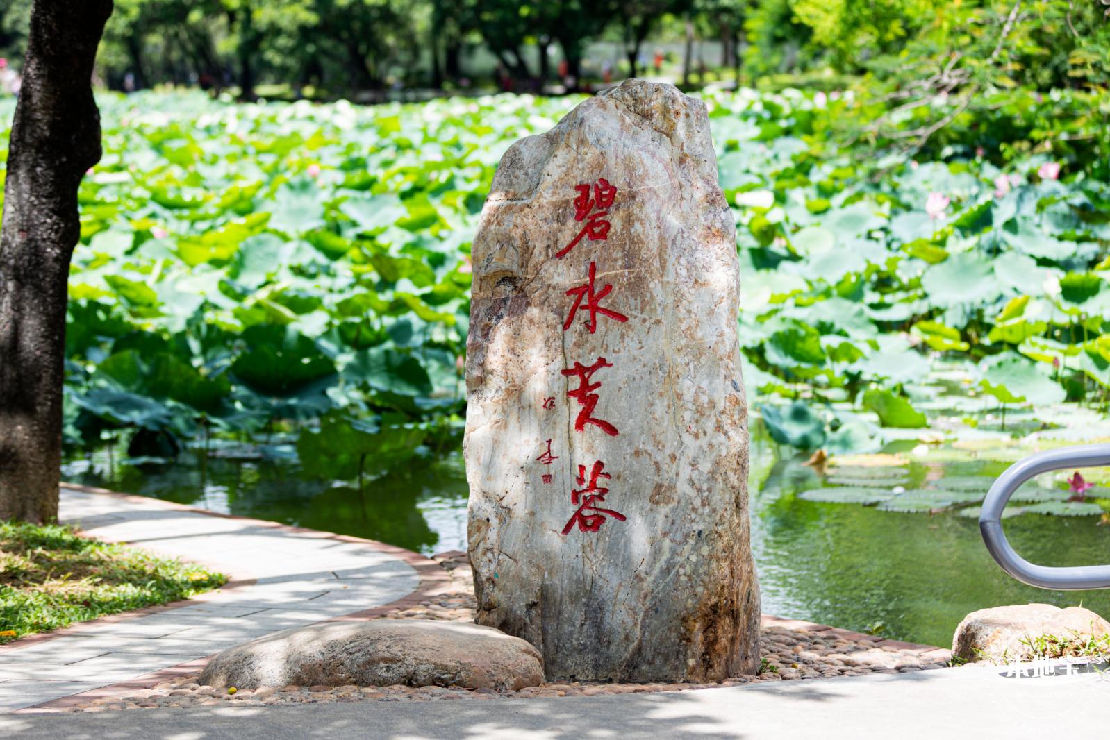 洪湖荷花