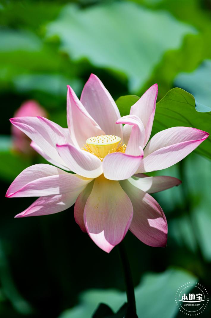 洪湖荷花