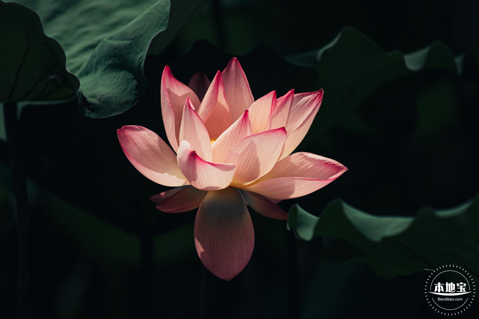 洪湖荷花