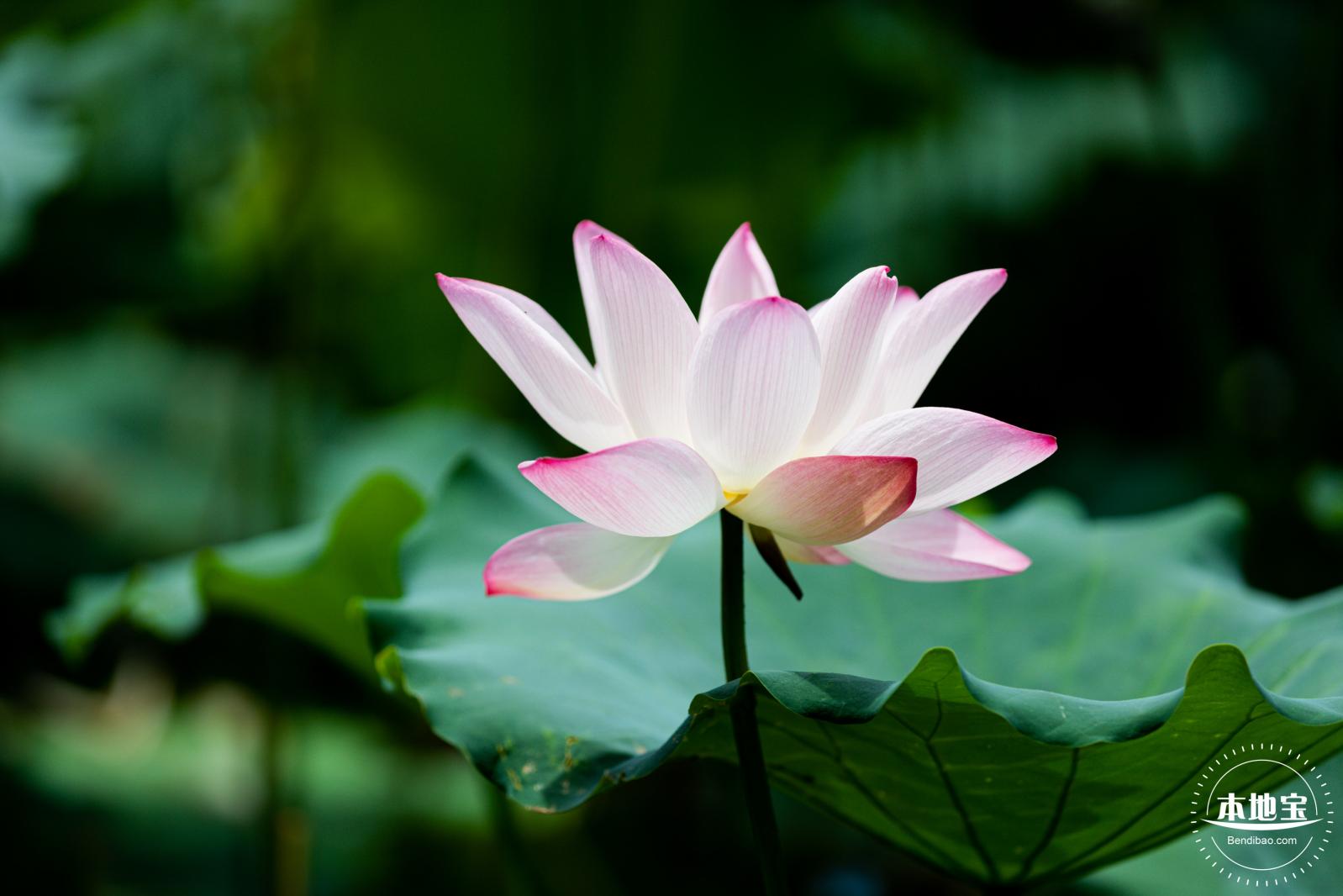 洪湖荷花