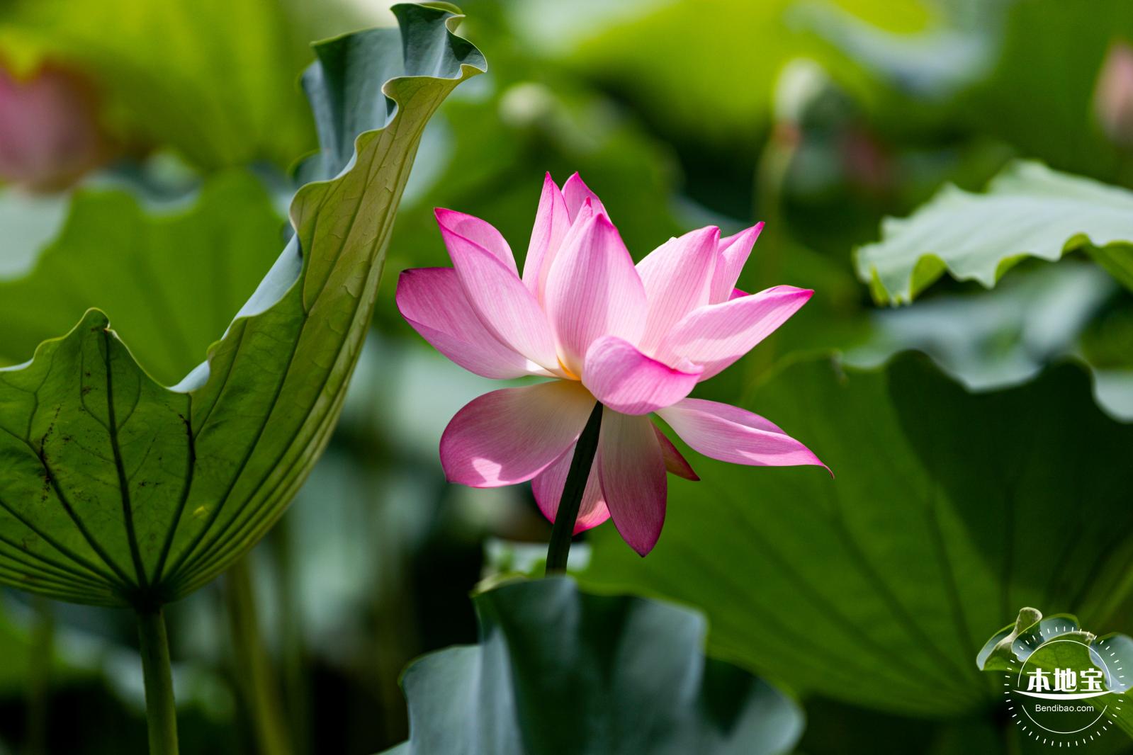 洪湖荷花