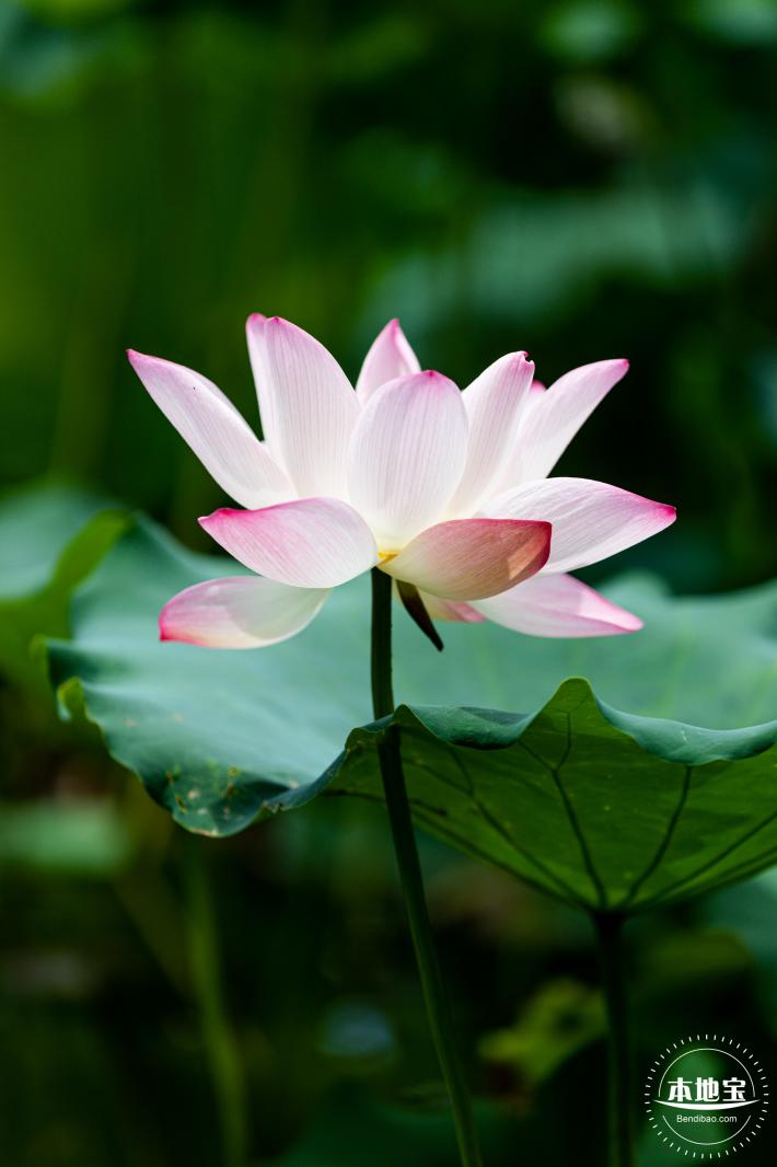 洪湖荷花