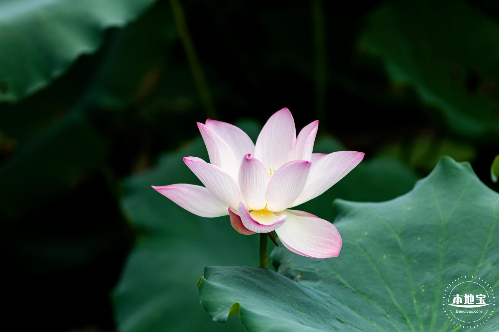 洪湖荷花