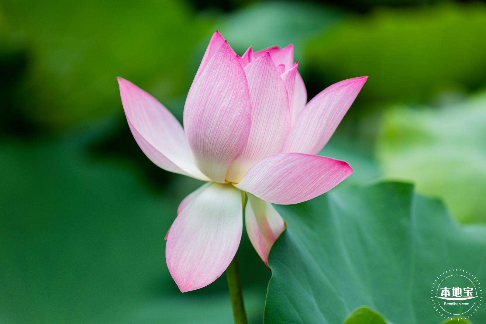 洪湖荷花