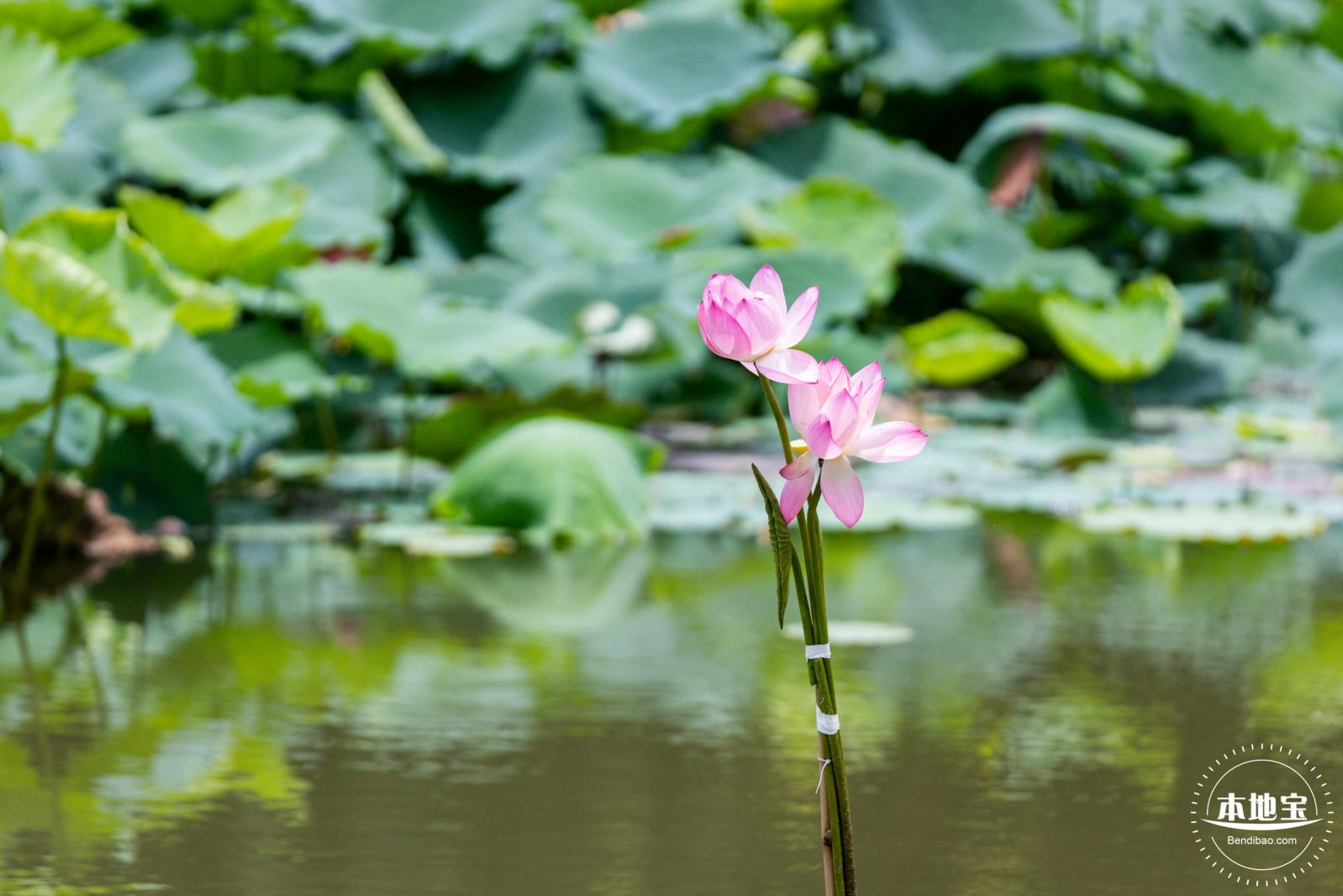 洪湖荷花