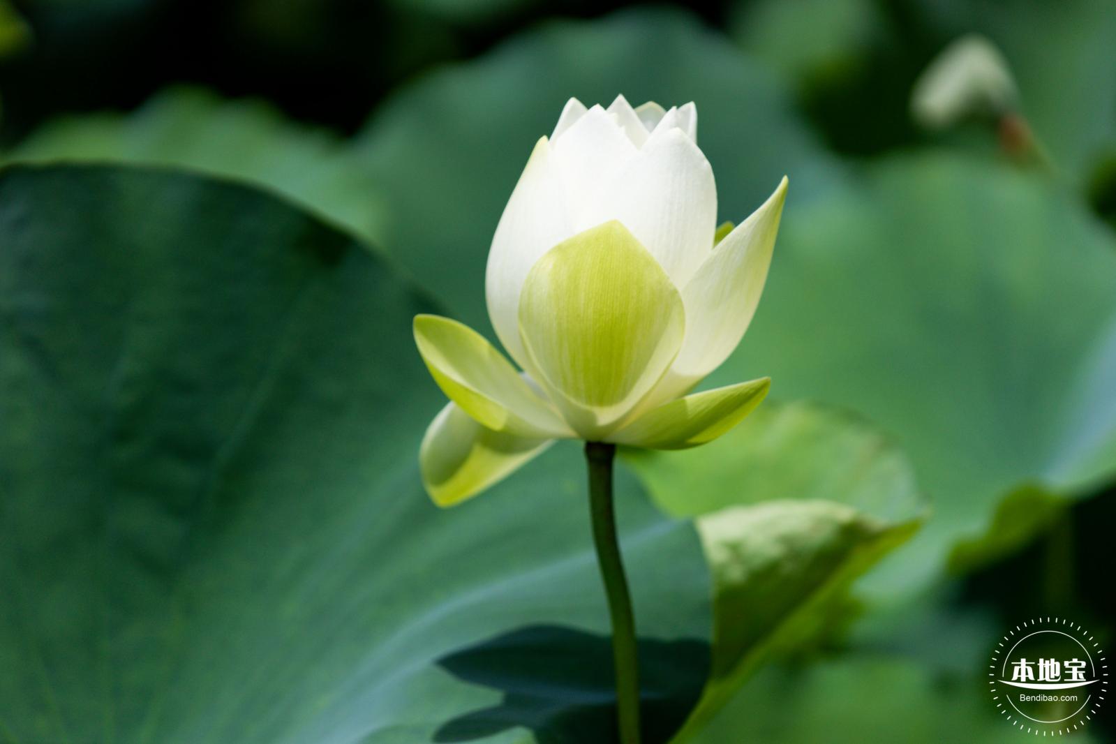 洪湖荷花