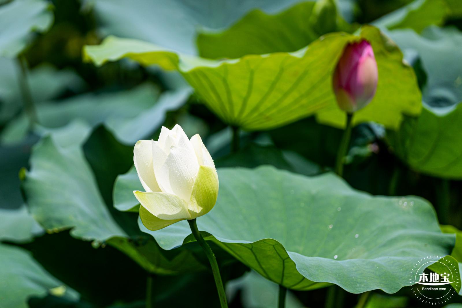 洪湖荷花