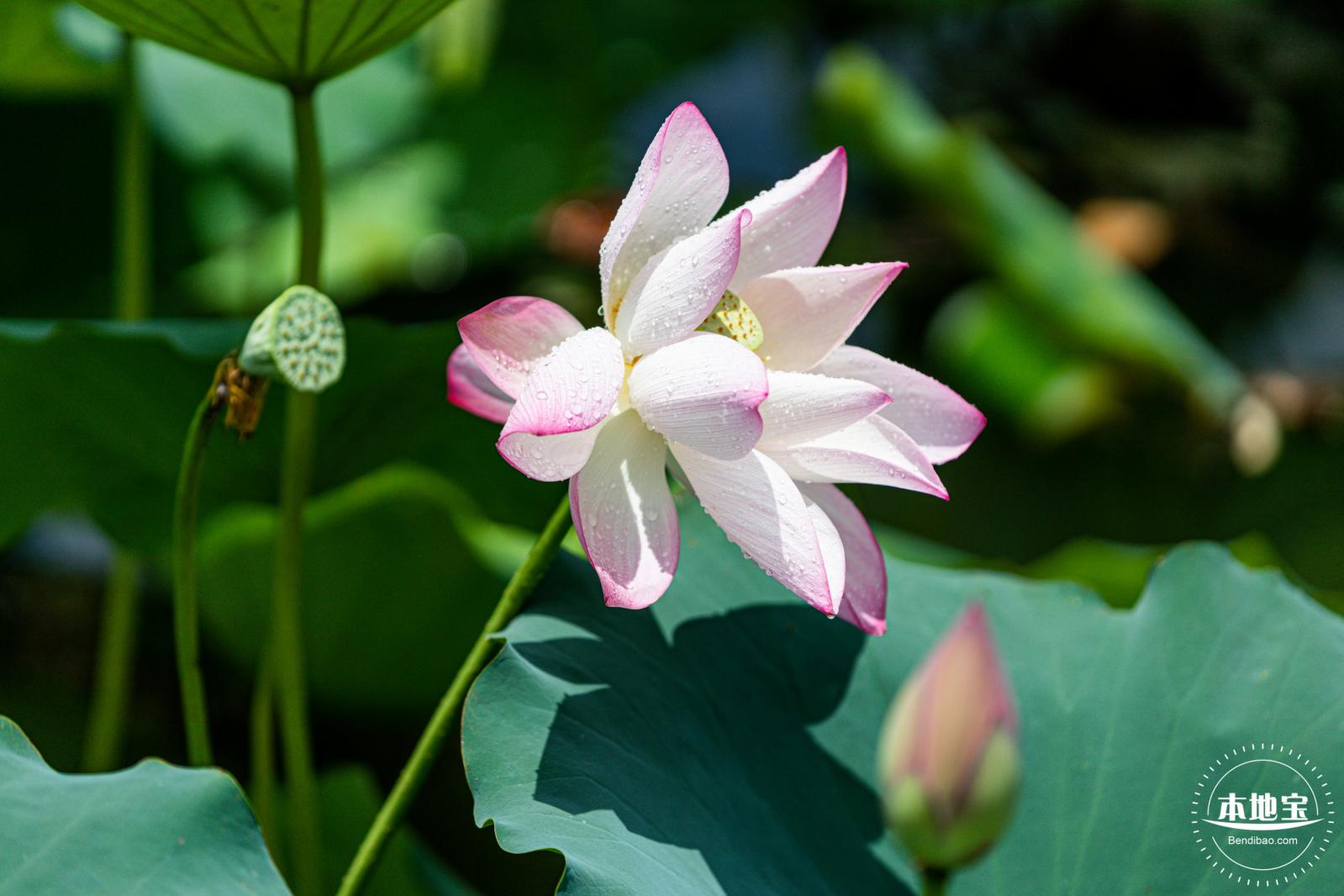 洪湖荷花