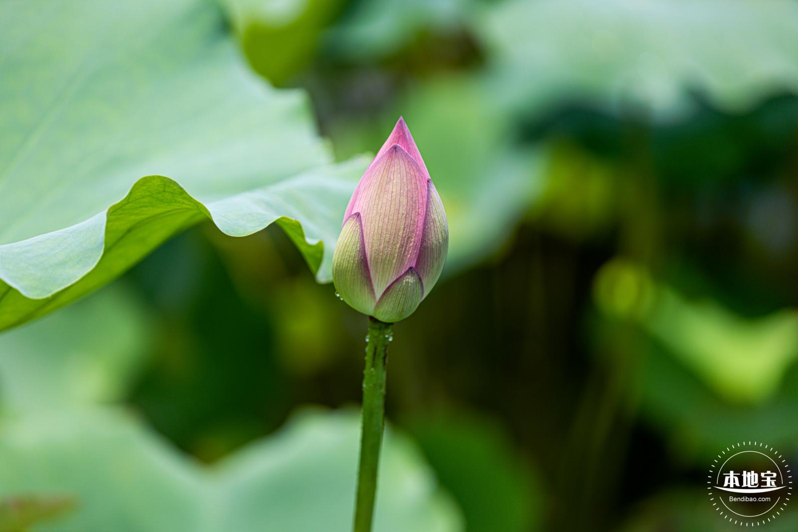 洪湖荷花