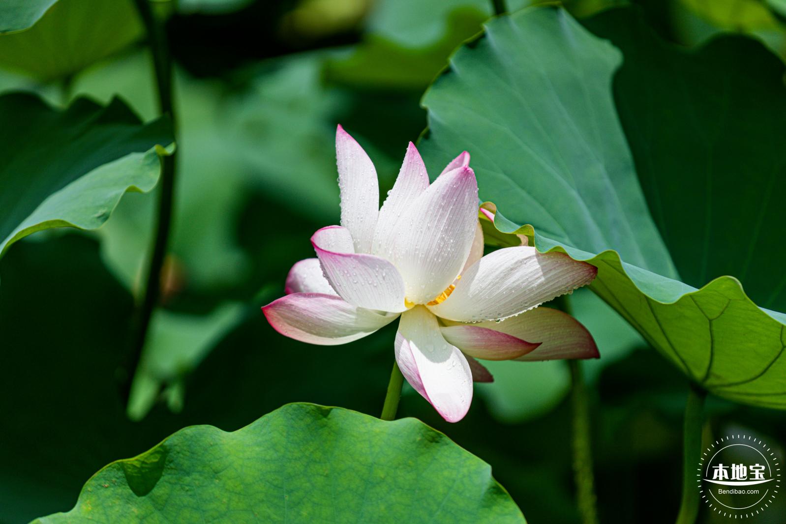 洪湖荷花