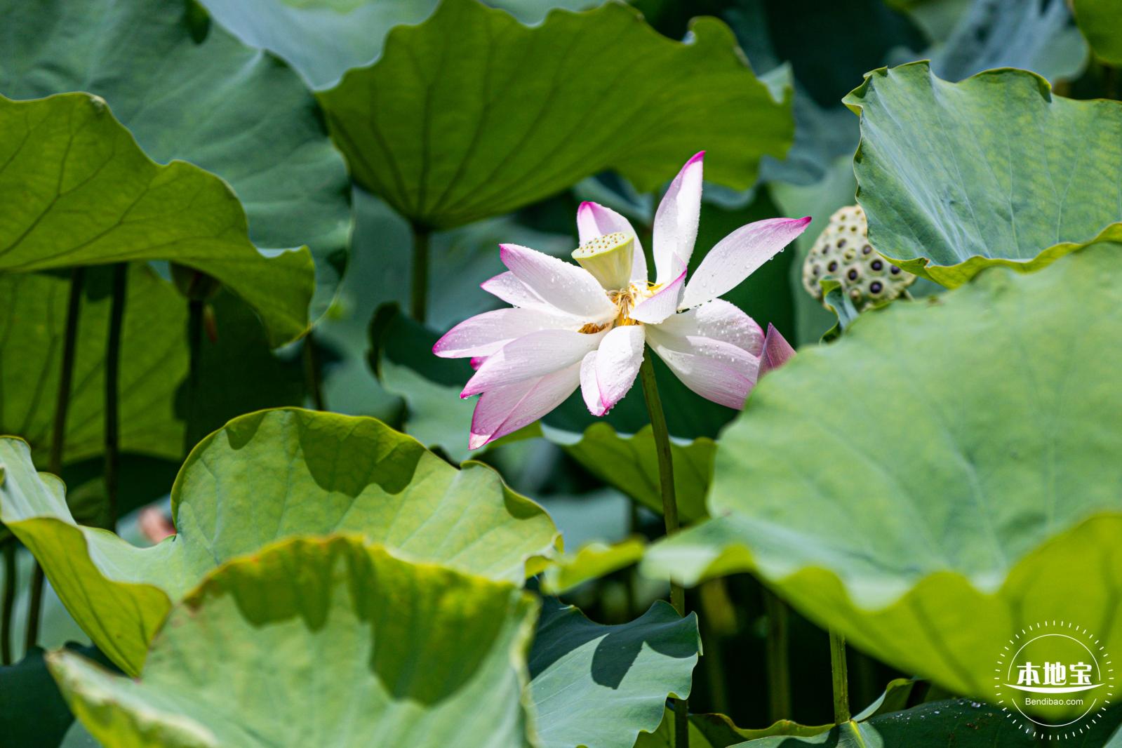 洪湖荷花
