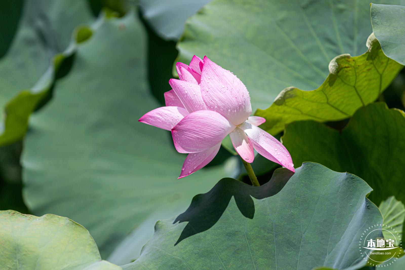 洪湖荷花