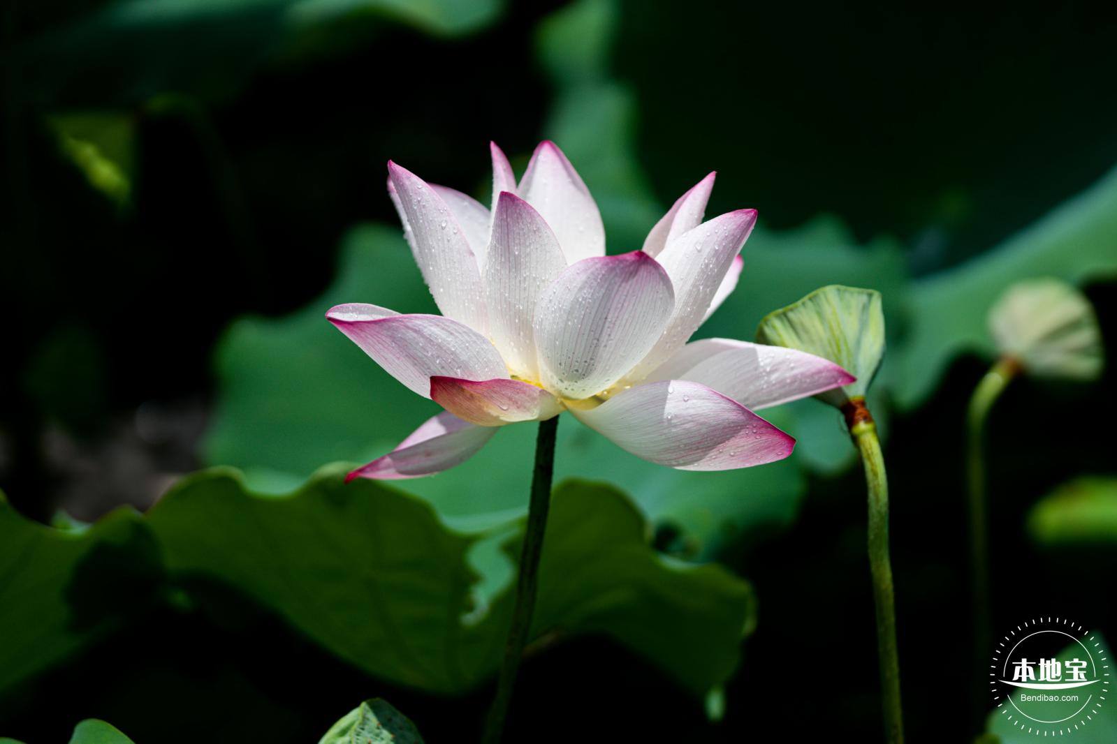 洪湖荷花