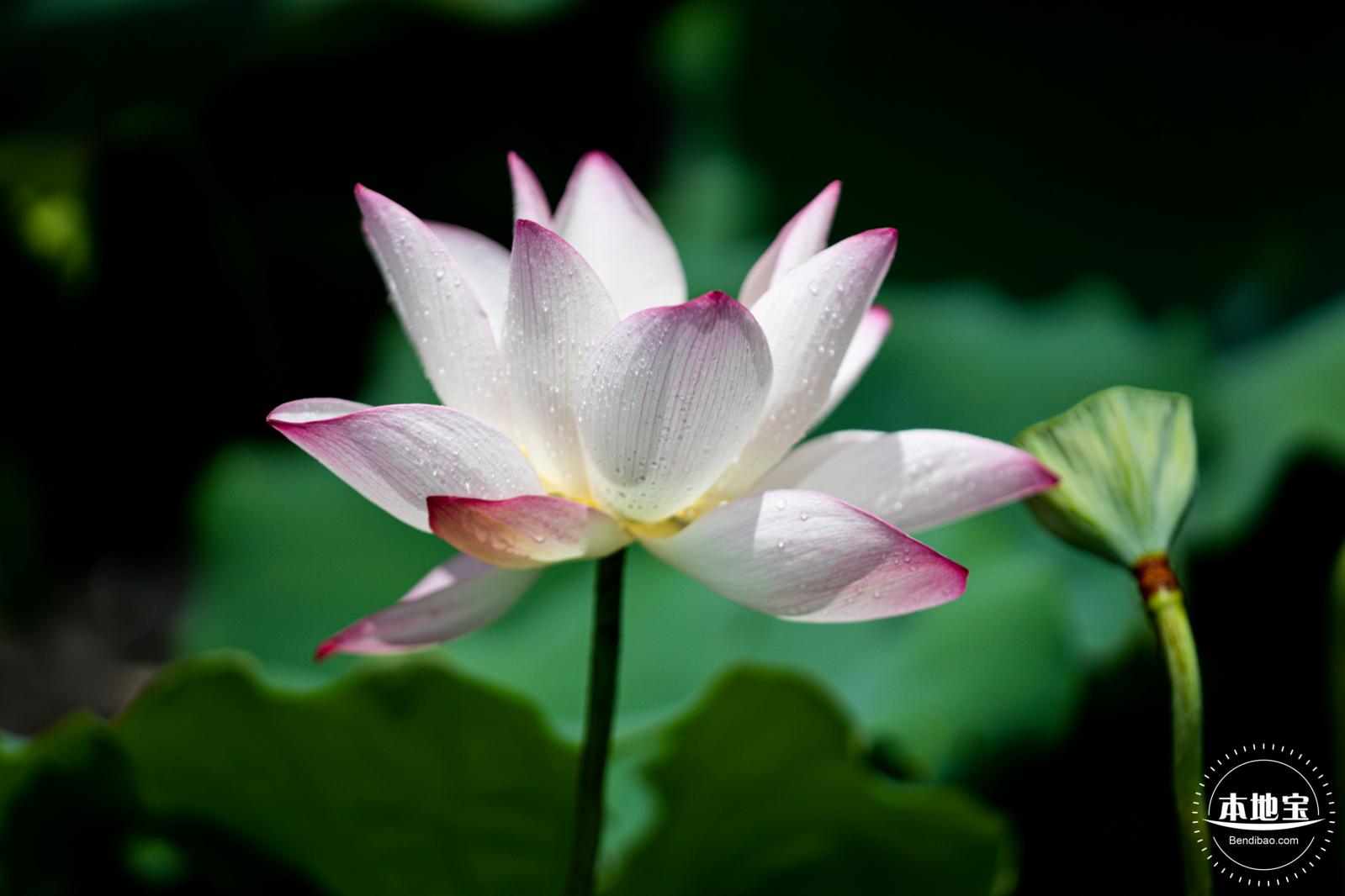 洪湖荷花