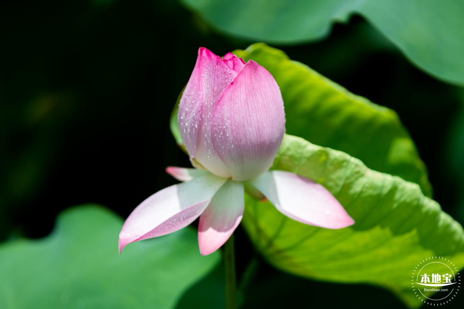 洪湖荷花