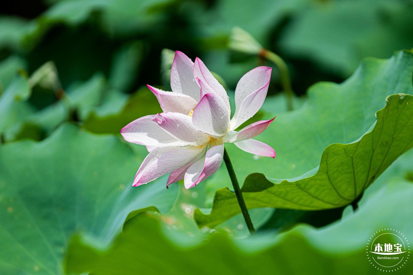 洪湖荷花