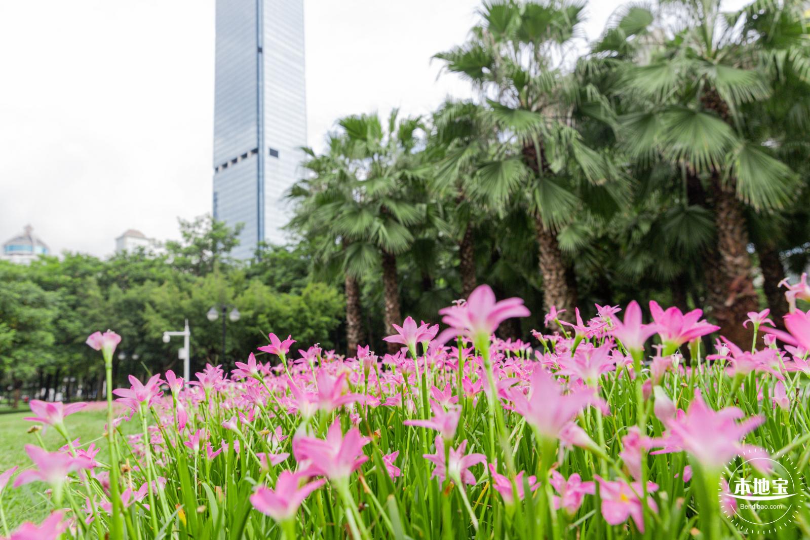 中心公园风雨兰