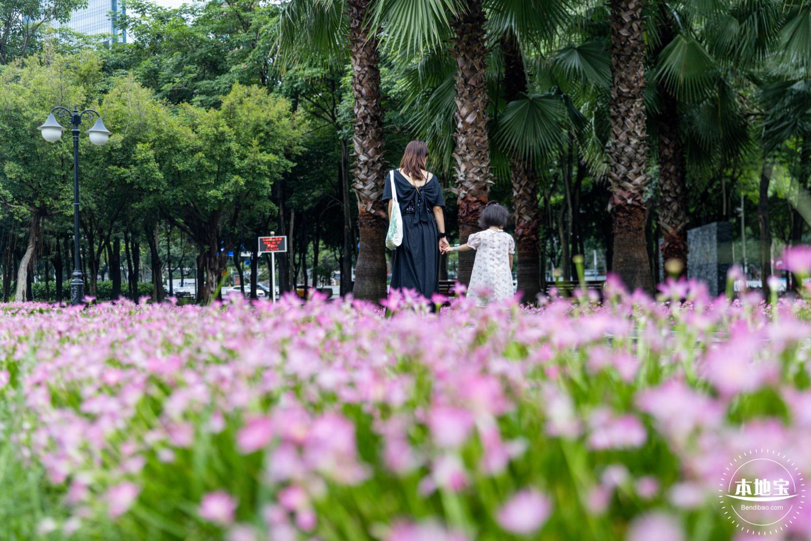 中心公园风雨兰