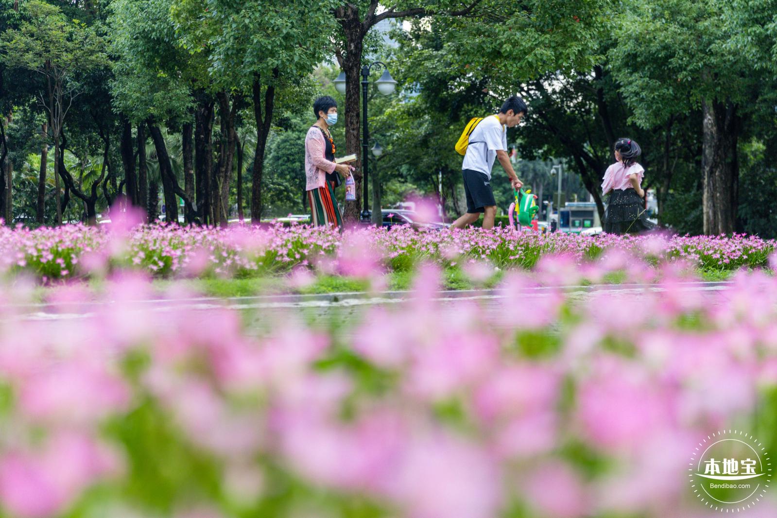 中心公园风雨兰
