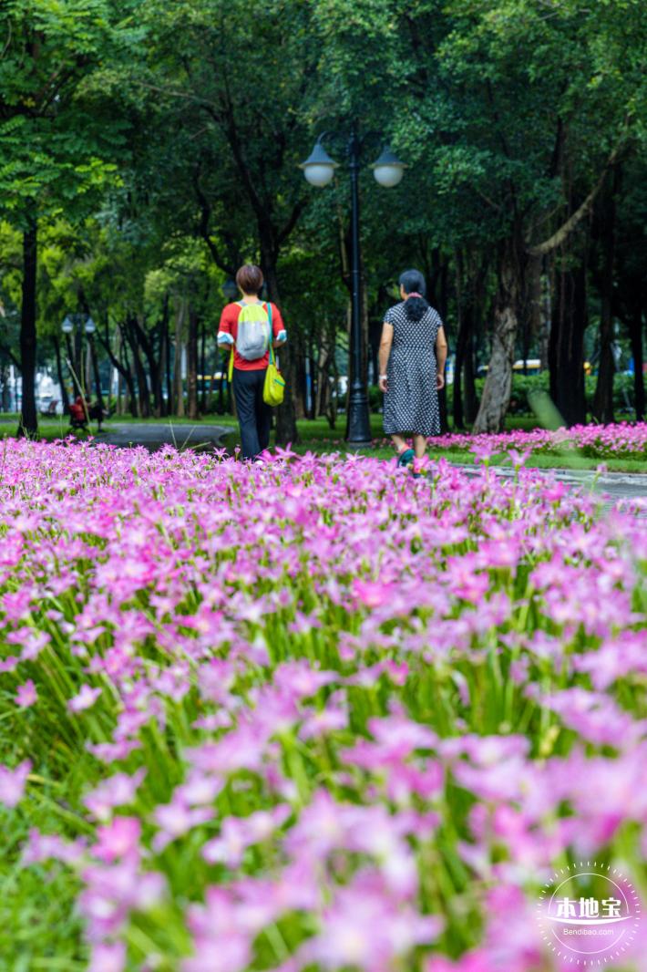 中心公园风雨兰