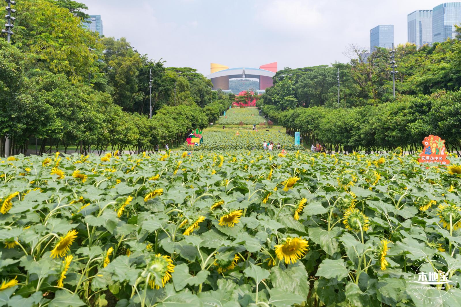 市民中心向日葵