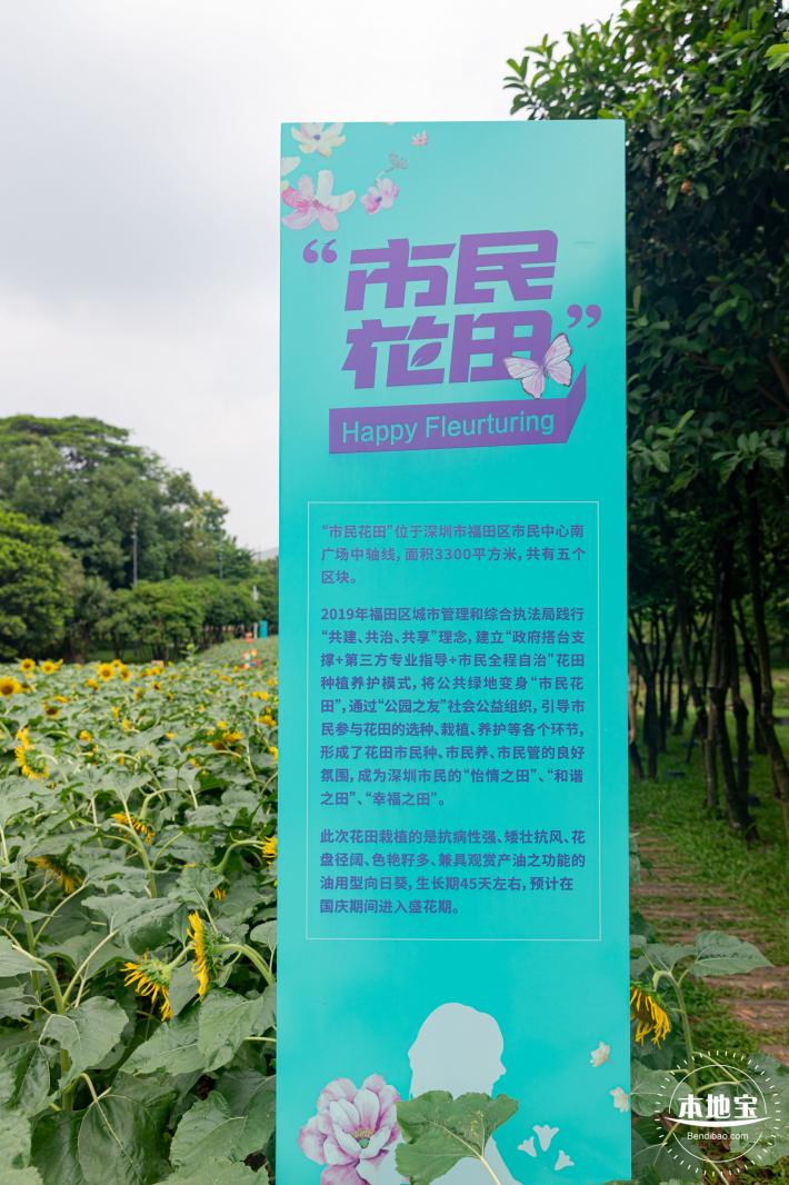 市民中心向日葵