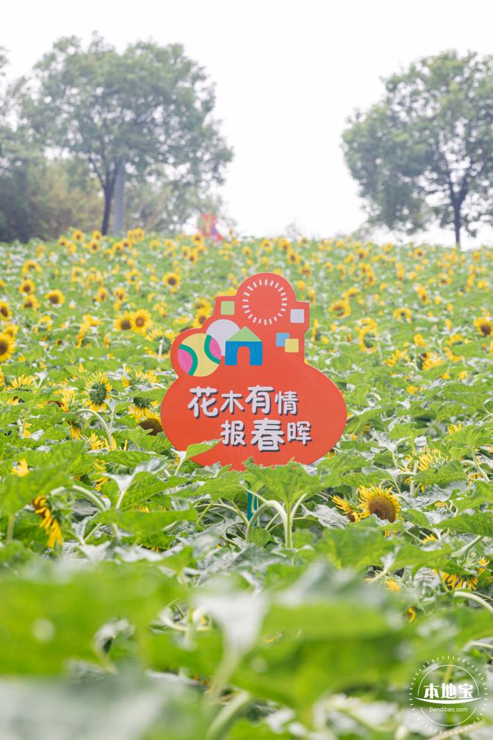 市民中心向日葵