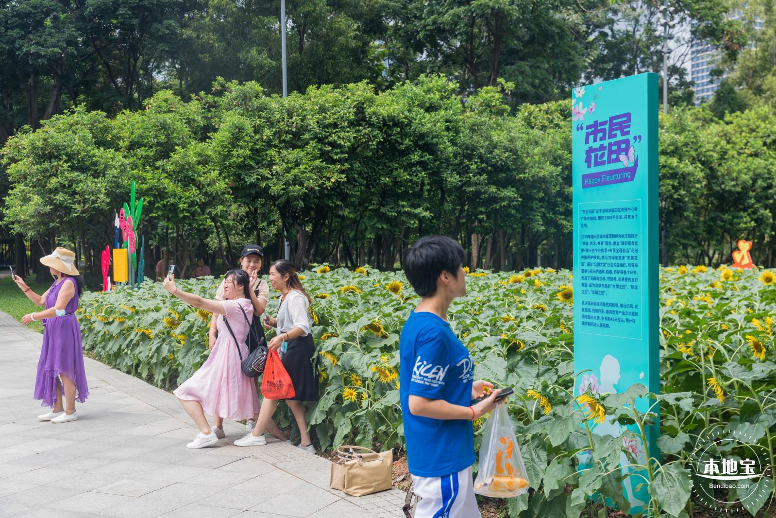 市民中心向日葵