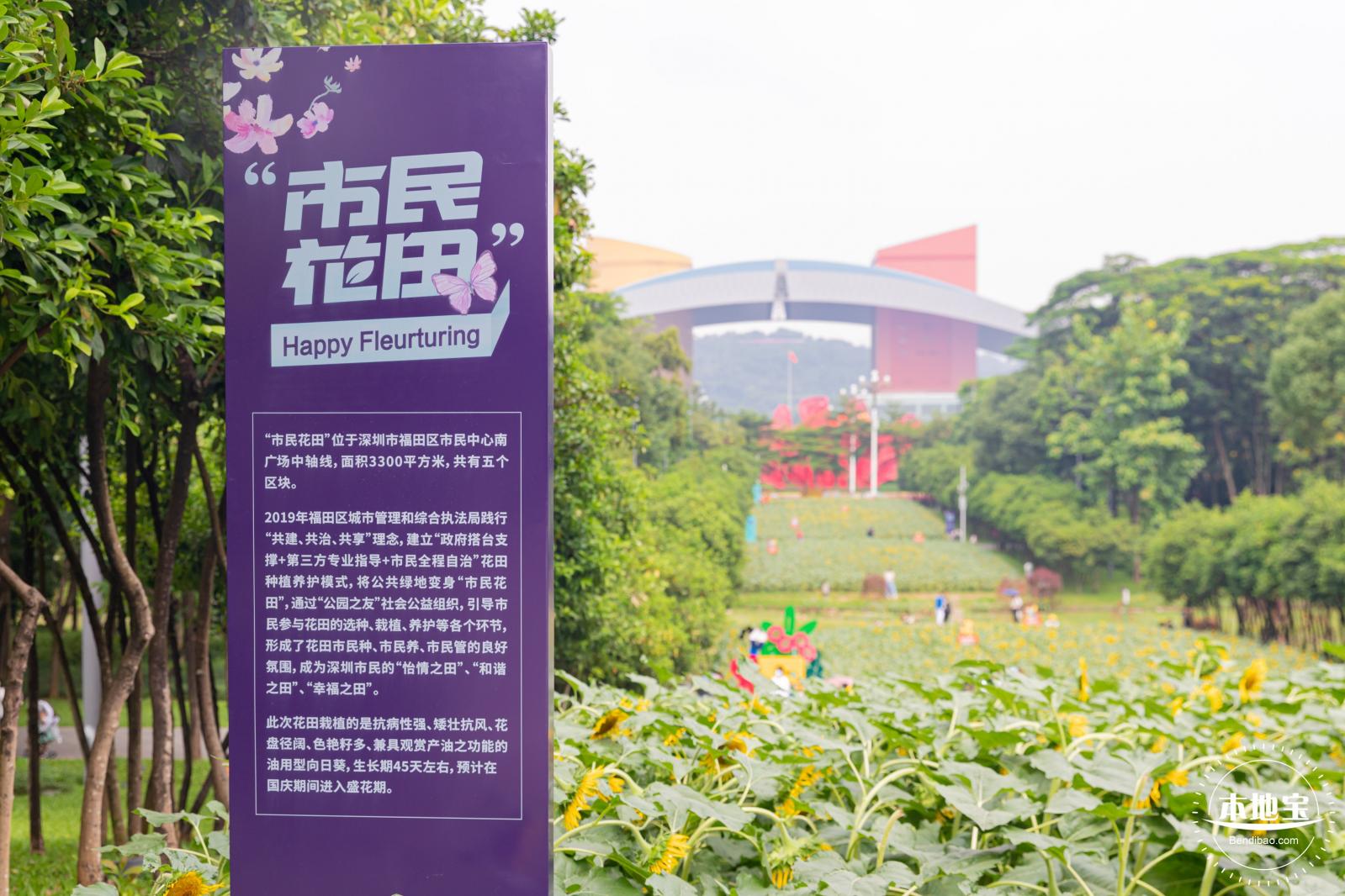 市民中心向日葵