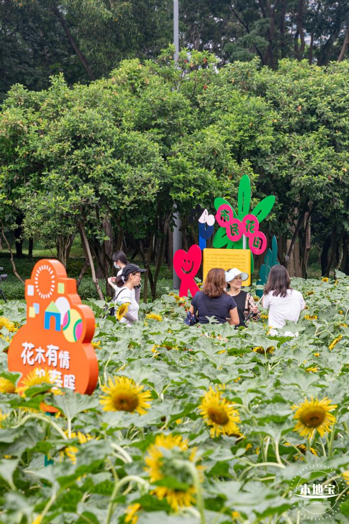 市民中心向日葵
